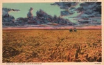 Vintage Postcard 1930'S Ocean Of Wheat Twilight Bread Basket West Texas Tx. Fixed Price $8.99.