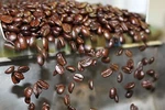 World Tour Fresh Roasted Coffee Sampler # 1 Medium 6 Bags Pound Each. Fixed Price $84.95.